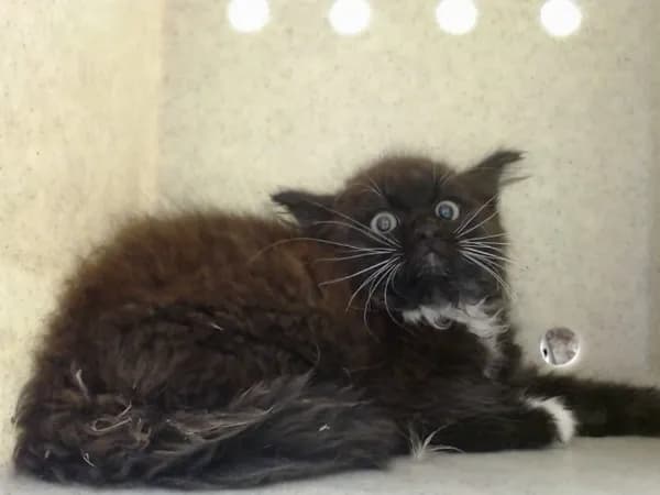 Unnamed - Domestic Mediumhair