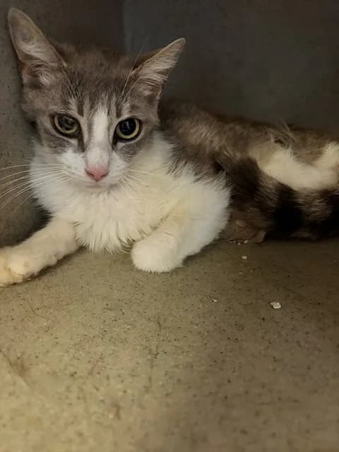 Unnamed - Domestic Shorthair mix