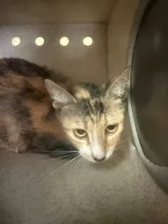 Unnamed - Domestic Shorthair