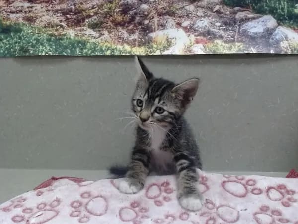 Unnamed - Domestic Shorthair mix