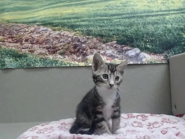 Unnamed - Domestic Shorthair mix