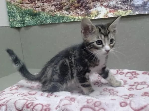 Unnamed - Domestic Shorthair mix