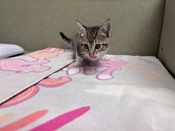 Unnamed - Domestic Shorthair