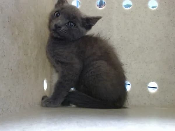 Unnamed - Domestic Shorthair