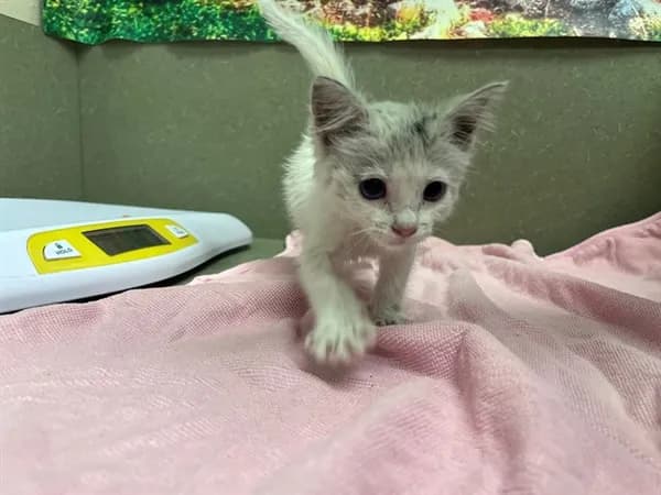 Unnamed - Domestic Shorthair