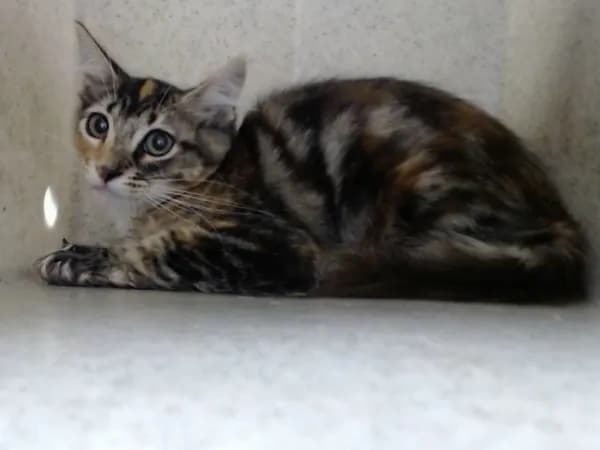 Unnamed - Domestic Shorthair