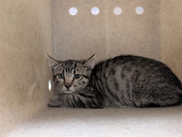Unnamed - Domestic Shorthair