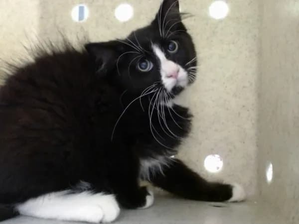 Unnamed - Domestic Mediumhair