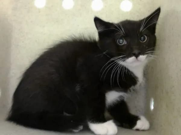 Unnamed - Domestic Mediumhair