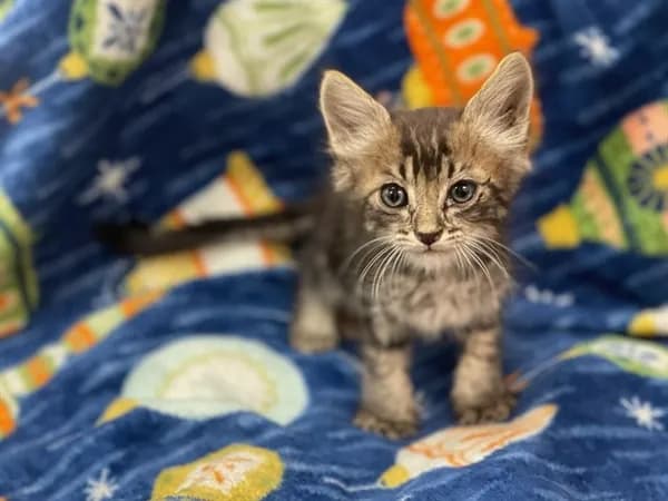 Unnamed - Domestic Shorthair mix