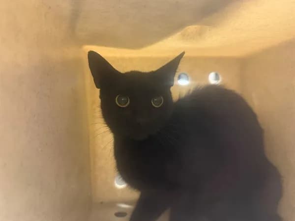 Unnamed - Domestic Shorthair mix
