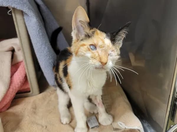 Princess Donut - Domestic Shorthair mix