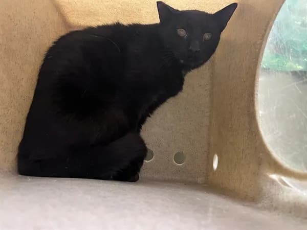Unnamed - Domestic Shorthair