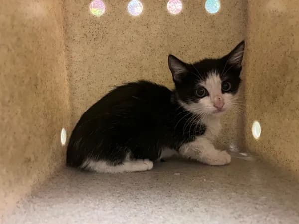 Unnamed - Domestic Shorthair