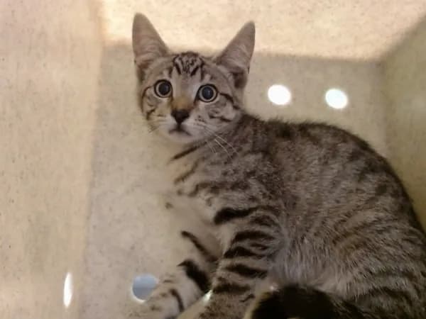 Unnamed - Domestic Shorthair mix