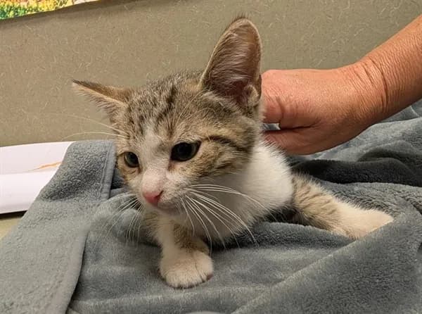 Unnamed - Domestic Shorthair