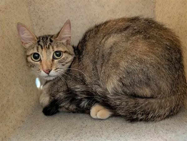 Unnamed - Domestic Shorthair