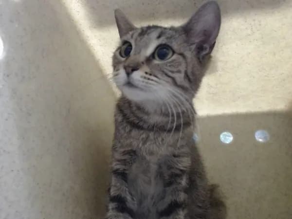 Unnamed - Domestic Shorthair mix