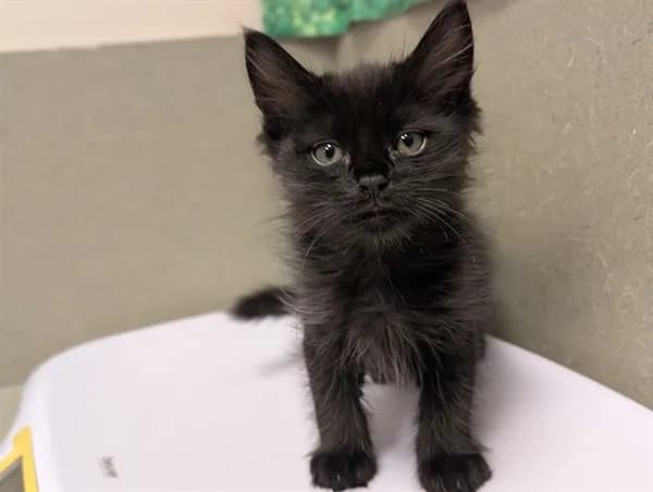 Unnamed - Domestic Mediumhair