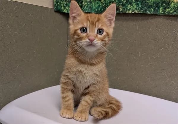 Unnamed - Domestic Shorthair