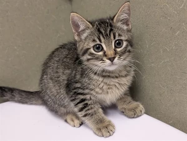 Unnamed - Domestic Shorthair