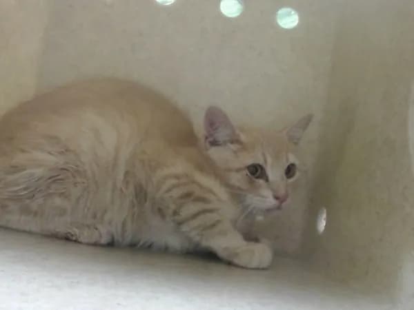 Unnamed - Domestic Shorthair