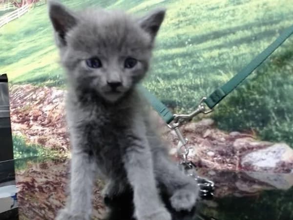 Unnamed - Domestic Shorthair