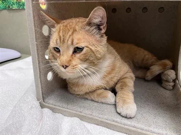 Unnamed - Domestic Shorthair