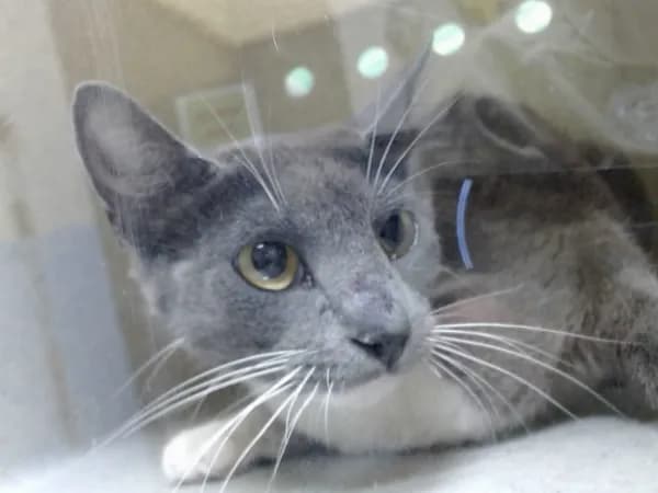 Unnamed - Domestic Shorthair