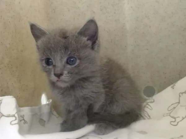 Unnamed - Domestic Shorthair mix