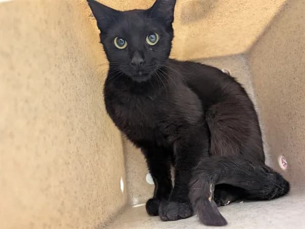 Unnamed - Domestic Shorthair