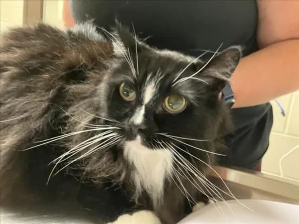 Milo - Domestic Longhair