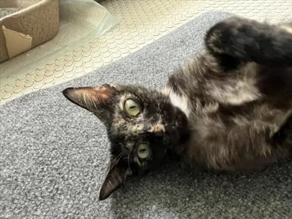 Ariel - Domestic Shorthair