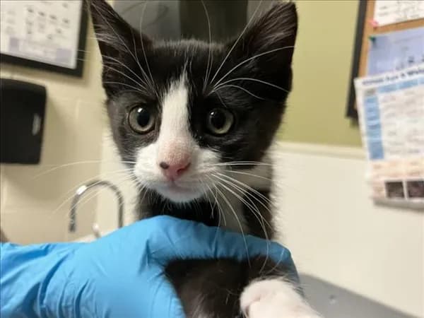 Miller - Domestic Shorthair