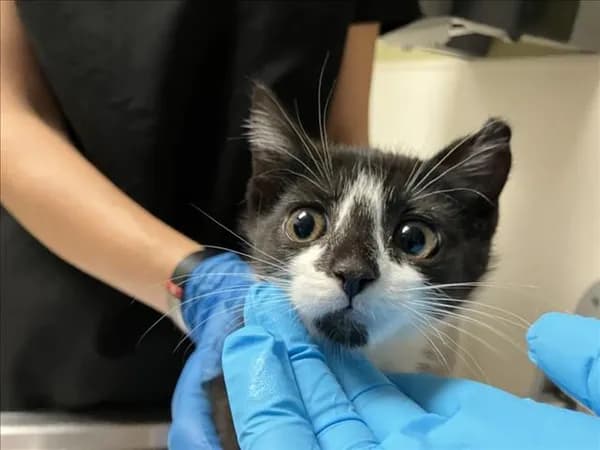 Cassie - Domestic Shorthair