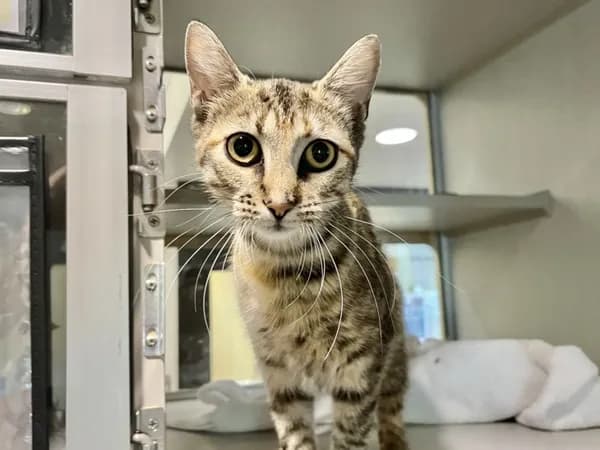 Princess - Domestic Shorthair