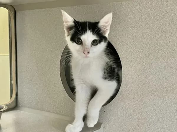 Swiftpaw - Domestic Shorthair