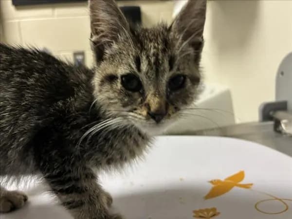 Dave - Domestic Shorthair
