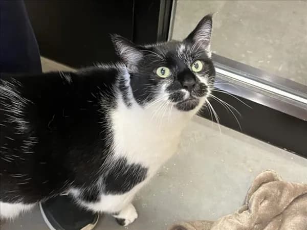 Monkey - Domestic Shorthair