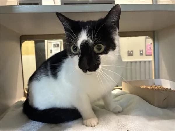 Riker - Domestic Shorthair