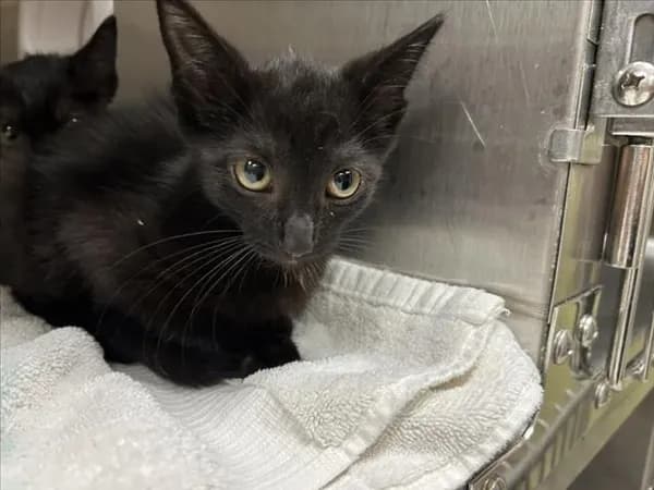 Myrtle - Domestic Shorthair
