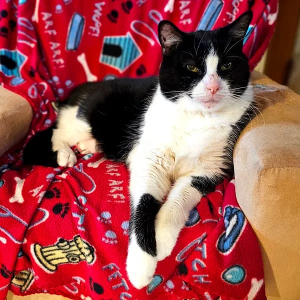 Rosie - Domestic Shorthair