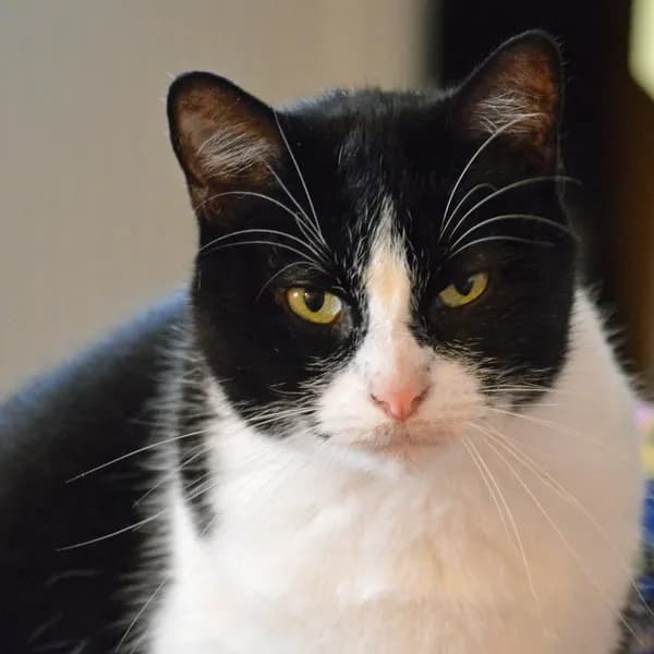 Rosie - thumbnail 8