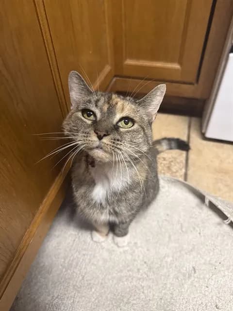 Kovu - photo 1