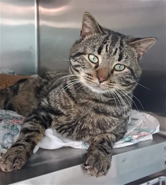 Big Poppa - Domestic Shorthair