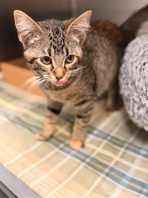 Lady Pancake - Domestic Shorthair