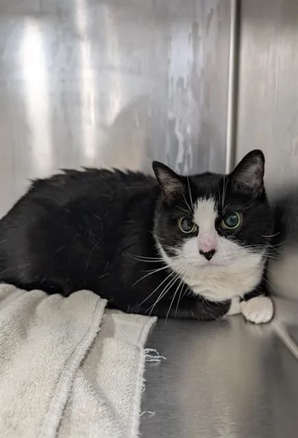 Luna - Domestic Shorthair