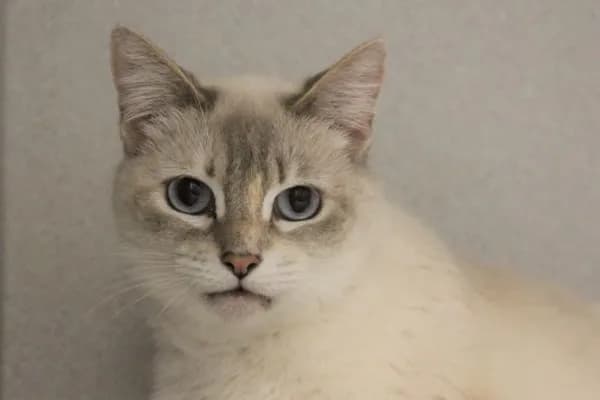 Princess - Siamese