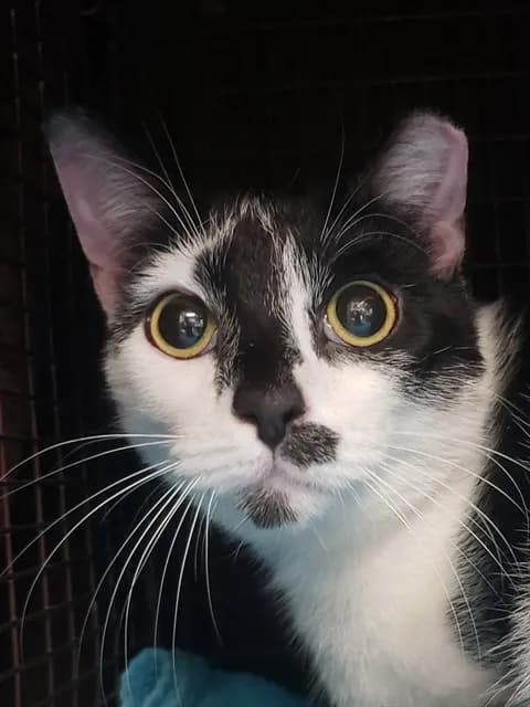Luna - Domestic Shorthair
