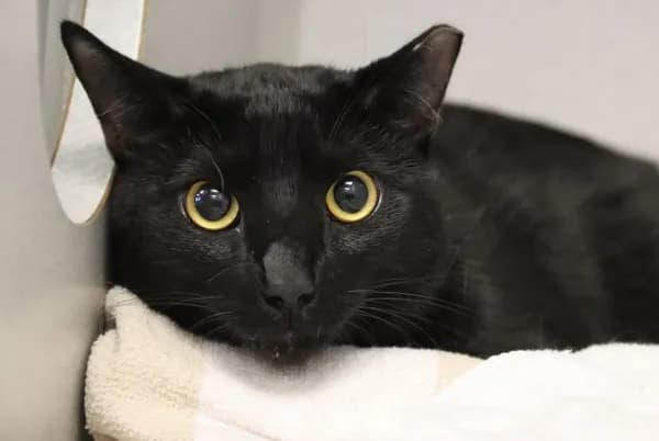 Juju - Domestic Shorthair